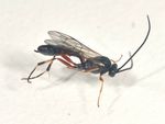 Hyposoter species
